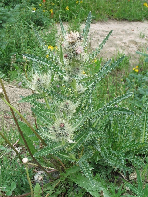 Cirsium scopulorum